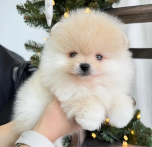 Pomeranian-Welpen