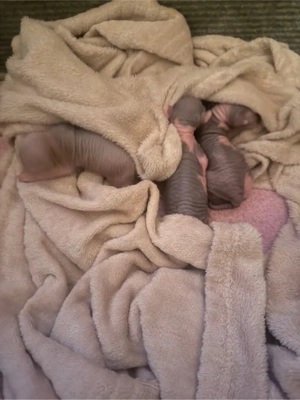 Don Sphynx mit Stammbaum