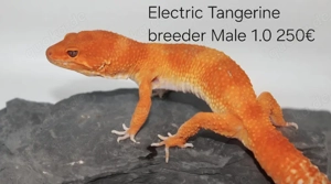 Eublepharis macularius Leopardgecko Männchen Weibchen 