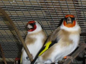 Stieglitz Mayor Hahn 