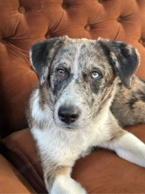 Sky - junge merle Hündin mit zwei verschiedenen Augen sucht liebevolles Zuhause 