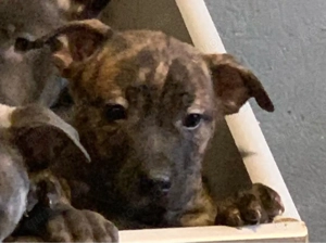 Mischlingswelpen zuckersüss