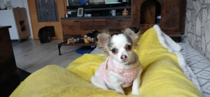 Pom-chi - Chihuahua Welpe