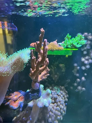 Rote Montipora digitata   Mutterkolonie SPS Koralle