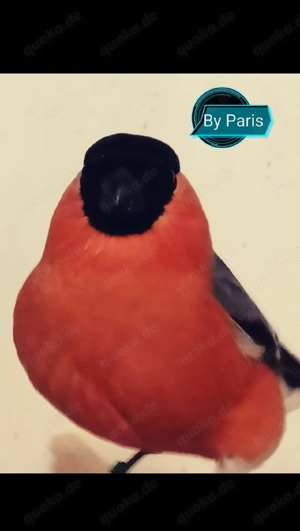 Dompfaffen Nordische 