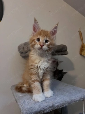 Erstklassige Maine-Coon-Kätzchen