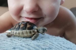 Breitrandschildkröte Baby 