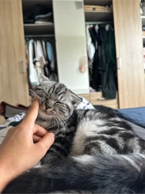  Liebevolle Katze sucht ein neues Zuhause   