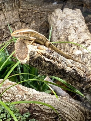 Vielstreifenskink Nachwuchs zu vermitteln