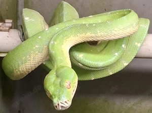 Morelia Viridis spezial preis Hamm