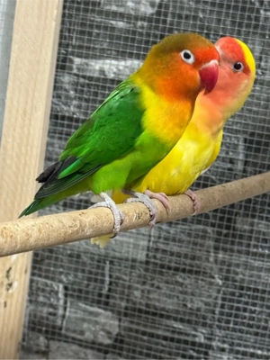 Schönes Lovebird-Paar