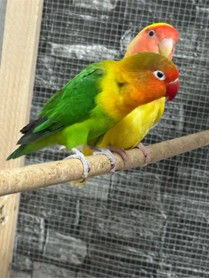 Schönes Agapornide -Paar