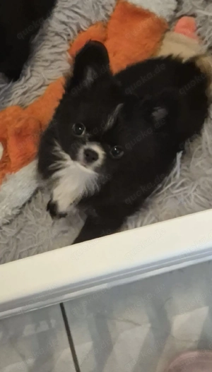 Chihuahua Mädchen Welpe 