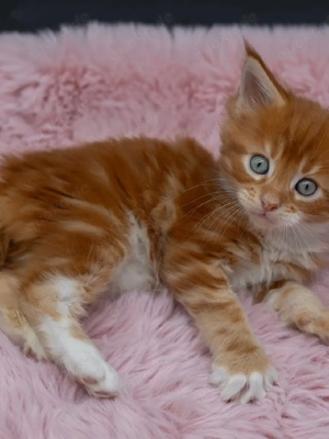 12 Wochen alte Maine-Coon-Kätzchen