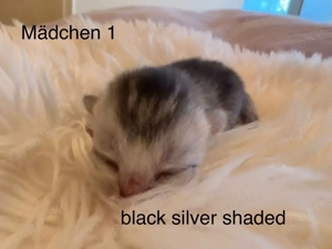 Wurfankündigung BKH Kitten 