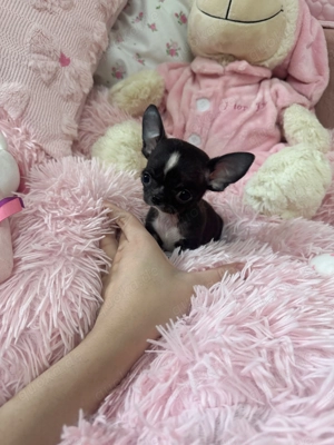 Mini Teacup Chihuahua Rüde