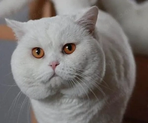 Deckkater sucht Katzendame