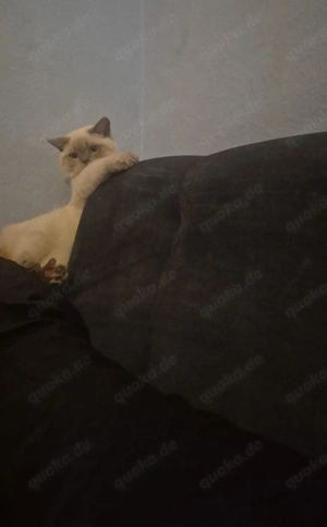 BKH Katze Kater 6monate Jung sucht ein Zuhause 