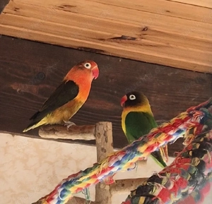 Schwartzköpfchien paar 