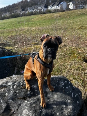 Boxer Rüde 