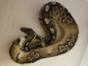 Königspython 0.1 Cinnamon Special het. Piebald 2020