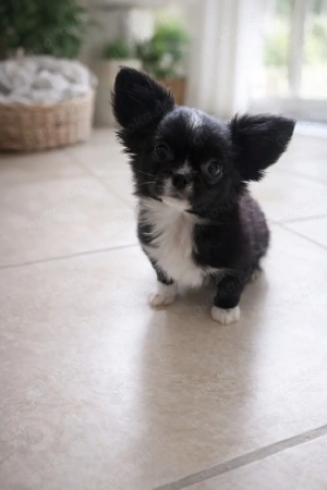 Chihuahua Langhaar Prinzessin