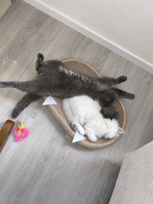 BkH Mix jung kater