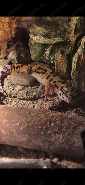 Leopardgecko weiblich 