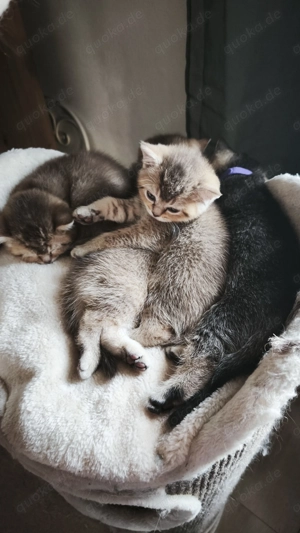 BKH Kitten ab April abzugeben 