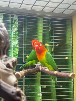 Pfirsichköpfchen Lovebird (Agaporniden) klein Papagein Zwerg Papagei aus Hobbyzucht 