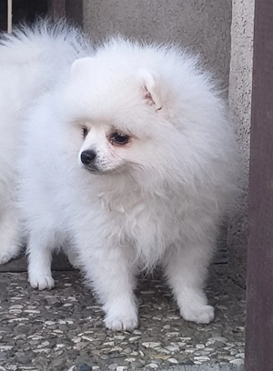 Zwergspitz Pomeranian 