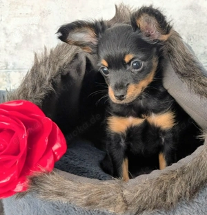 Schöne Mädchen Russkiy Toy