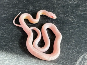 Kornnatter Nachzucht Dilute Snow Striped poss.het. Lavender