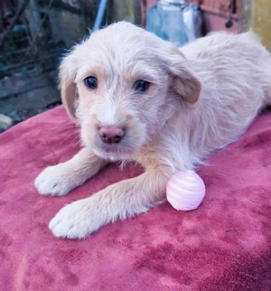 Kleiner Quirliger Rolf 