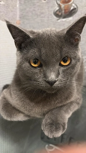 Britische Kurzhaar Katze verkaufe