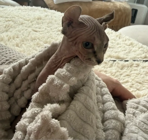 Elf Sphynx Kätzchen 