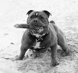 Suche Old english Bulldog (Bullforce Linie o. ä.)