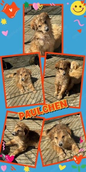 wunderschöner Welpenjunge "Paulchen" sucht ein liebevolles Zuhause 
