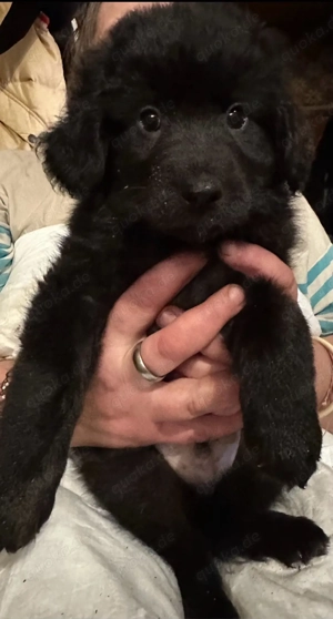 Vier junge Hunde in liebevolle Hände abzugeben