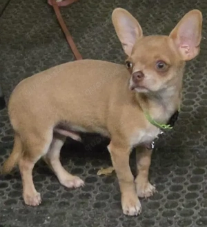 chihuahua sucht neues zuhause