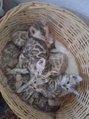 Bengal Babys