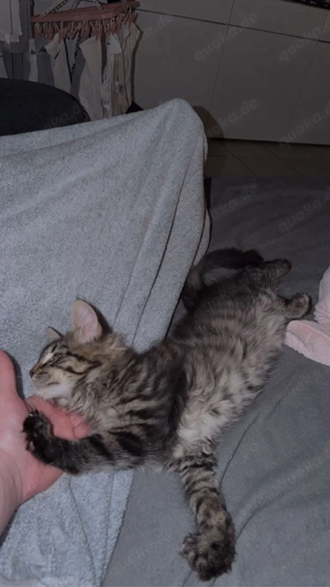 Wunderschönes Maine Coon Kitten sucht ein neues Zuhause 