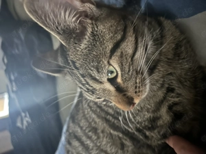 Tiger und gizmo suchen ein Zuhause 