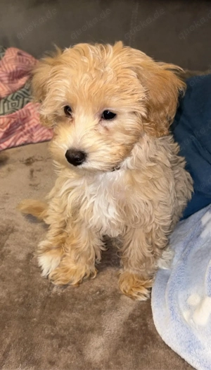 Originaler Maltipoo Welpe 4 Monate alt. Bild 5
