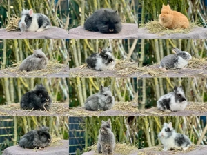 Liebevolle Löwenzwerge und Löwenköpfchen ab sofort zur Abgabe 