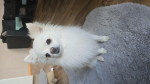 Pomeranian chihuahua Mix 