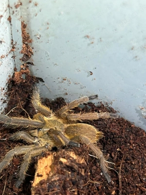 Vogelspinne abzugeben 