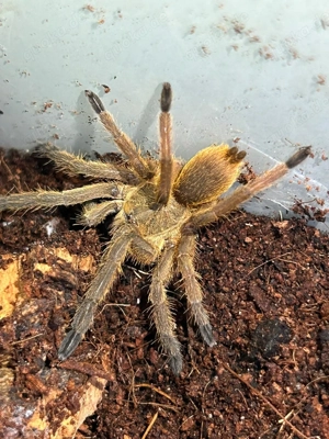 Vogelspinne sucht neues Zuhause 