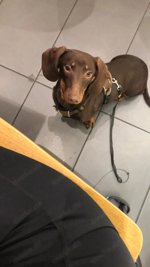 Süßer Dackel Junge in Schoko Braun