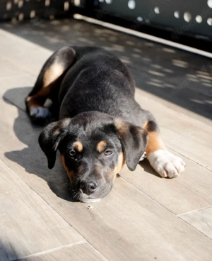 Knuffiger Boston sucht seine Familie